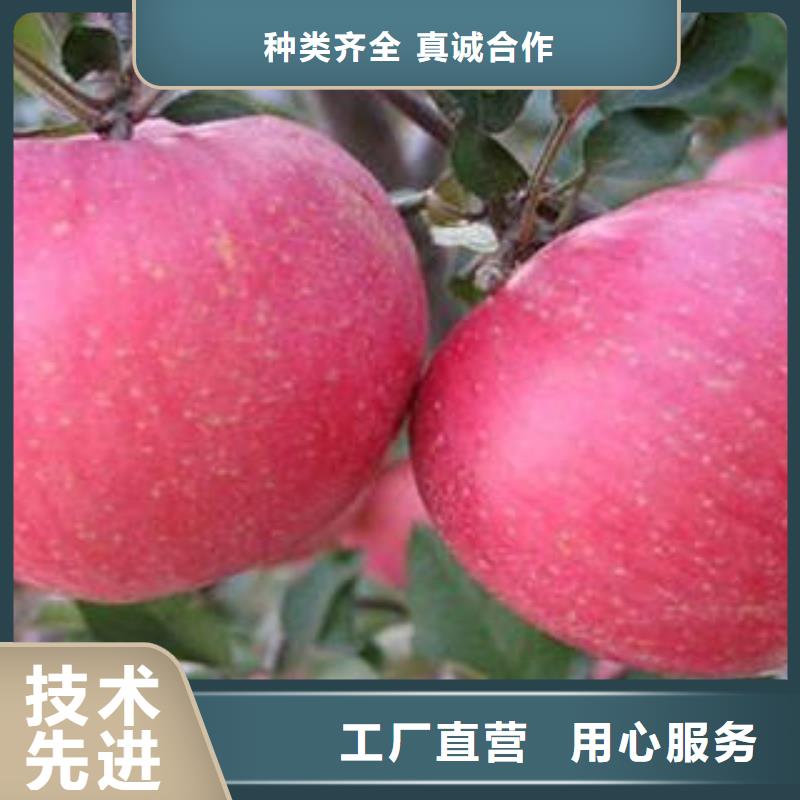 【红富士苹果苹果种植基地快捷物流】