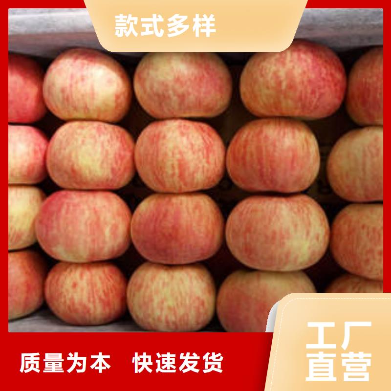 红富士苹果嘎啦苹果源头厂家直销