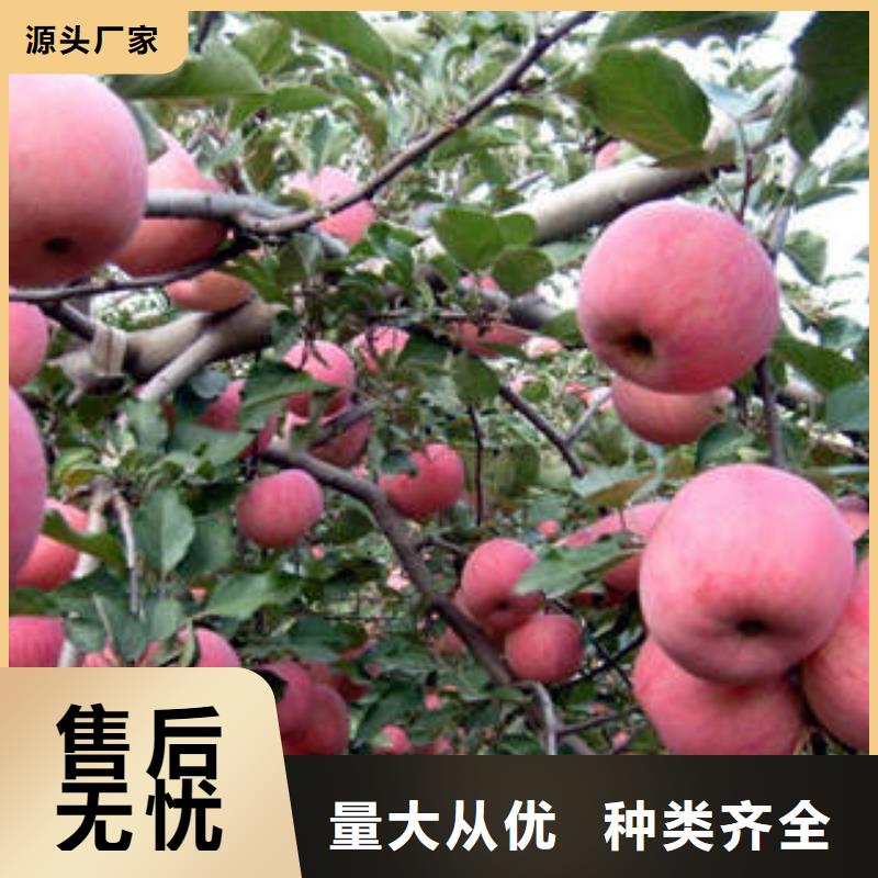 红富士苹果红富士苹果批发厂家直销值得选择