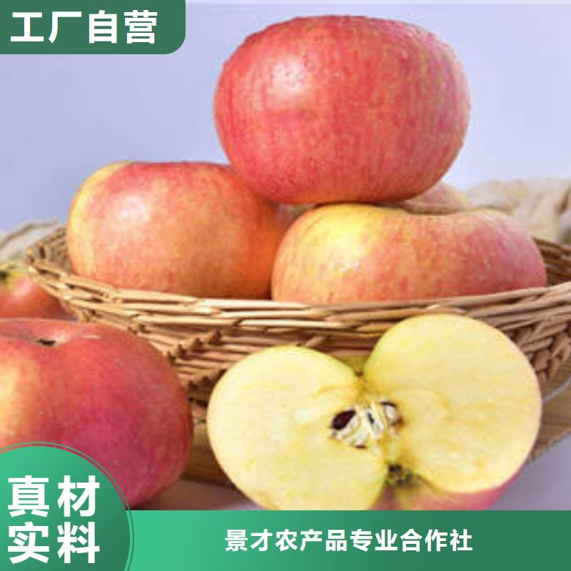 红富士苹果嘎啦苹果工厂现货供应