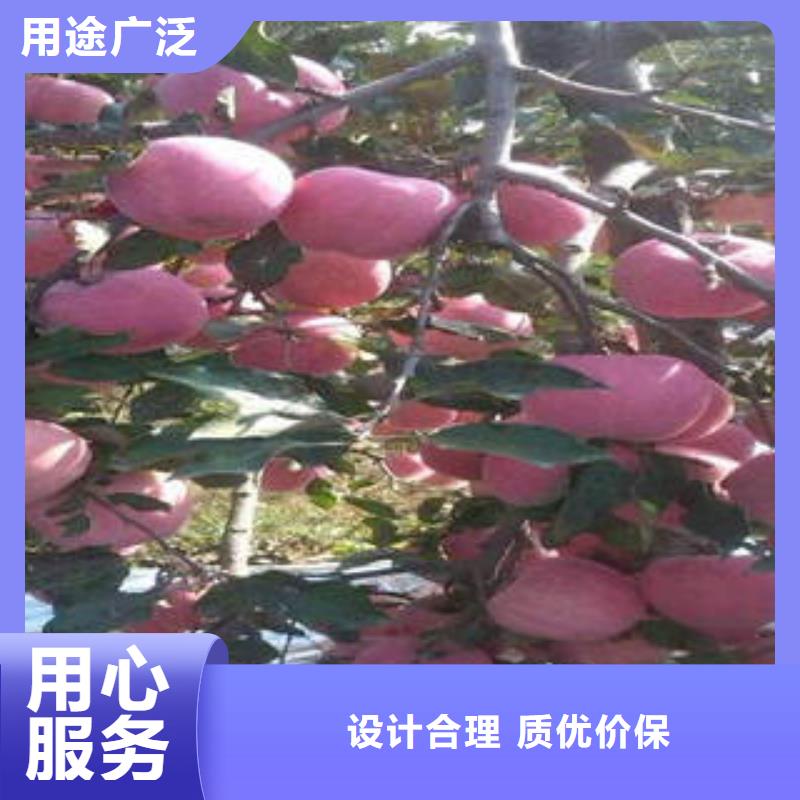 红富士苹果-苹果种植基地细节决定品质