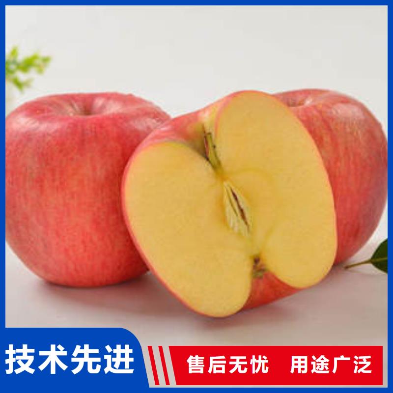 红富士苹果_嘎啦苹果厂家直销省心省钱