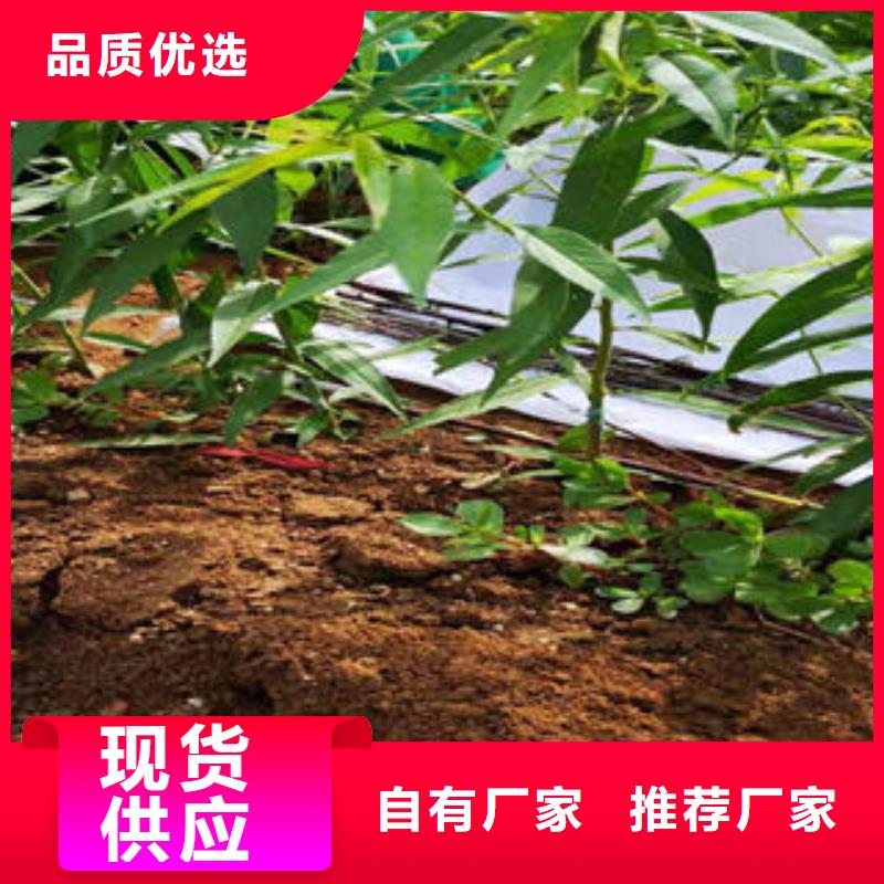 7公分出售