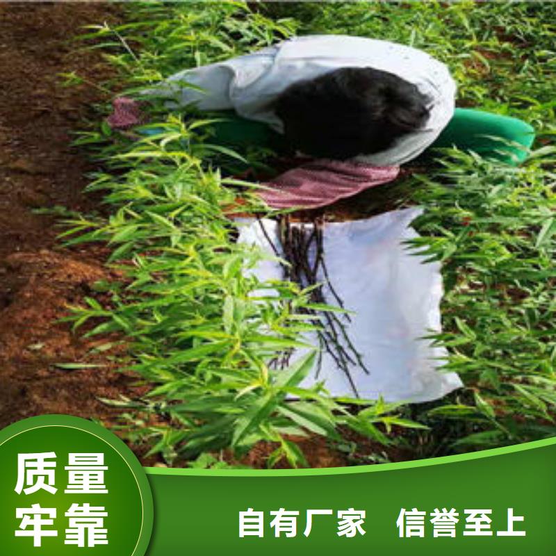 永莲蜜桃4号桃树苗哪里有卖的