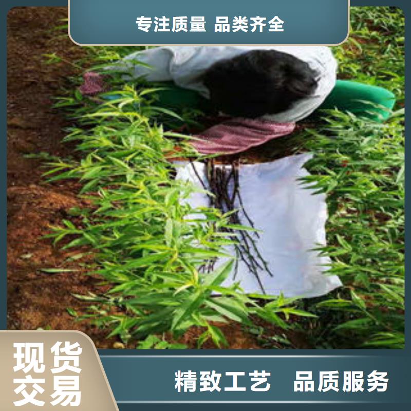 桃树苗梨树苗型号齐全