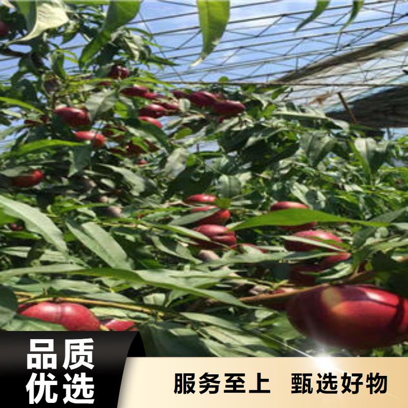 中华黑桃树苗90公分