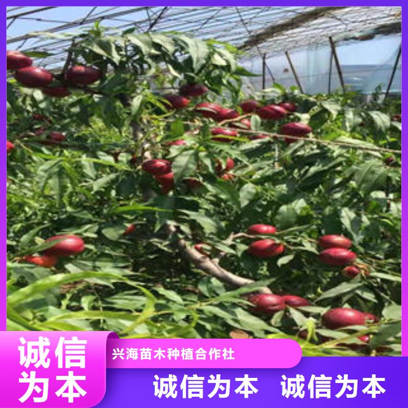 永莲蜜桃7号桃树苗40公分