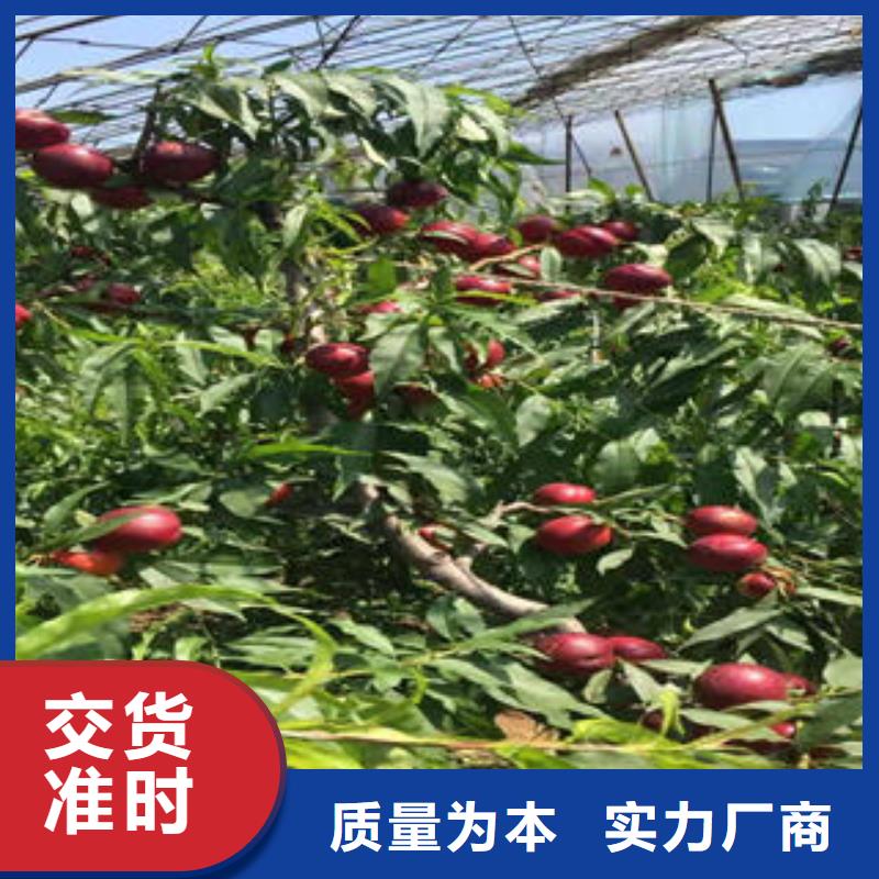 永莲蜜桃2号桃树苗50公分