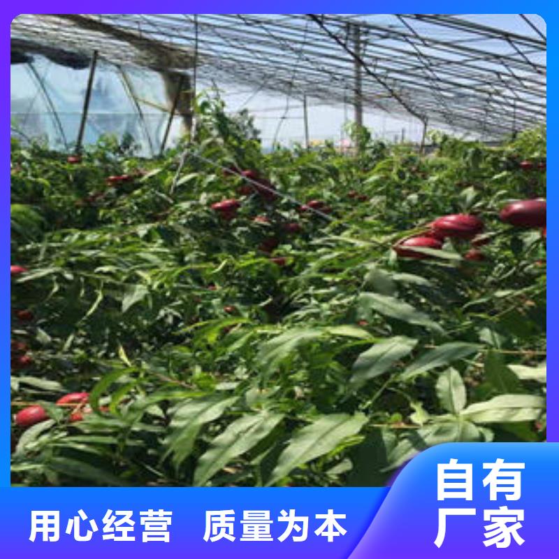 水蜜桃树苗0.7公分