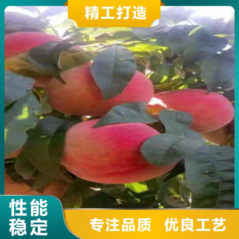 极早红油桃树苗0.7厘米