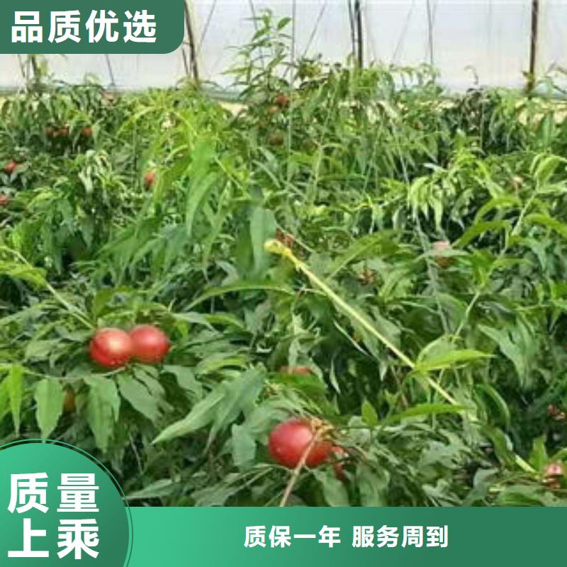 中油桃树苗10公分