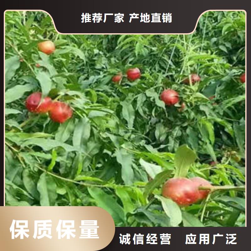 永莲蜜桃六号桃树苗3公分