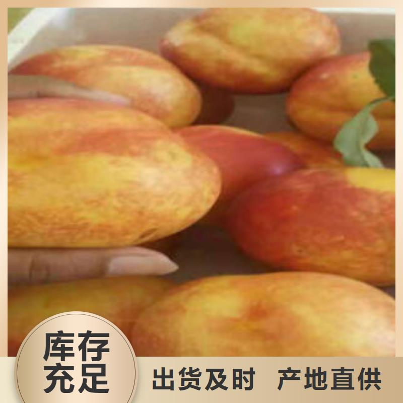 瑞蟠2号蟠桃树苗7公分