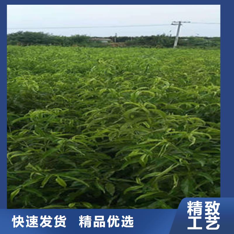 永莲蜜桃7号桃树苗40公分