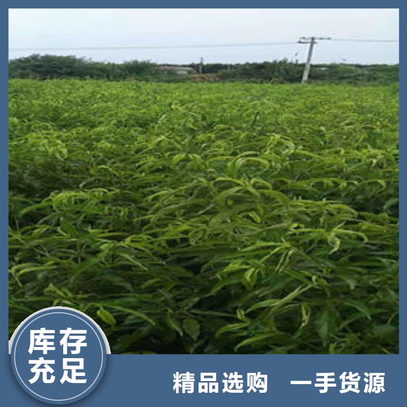 永莲蜜桃一号桃树苗18公分