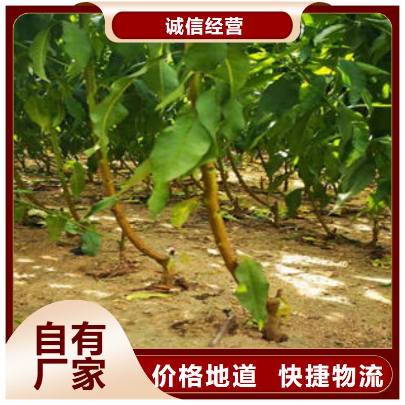 中油14桃树苗种植方法