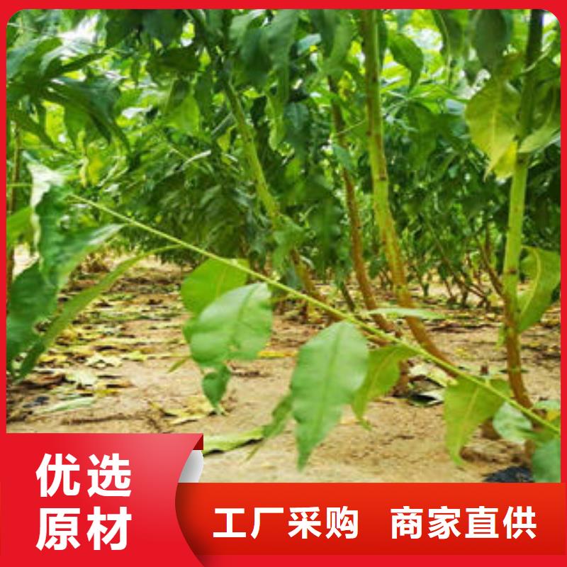 中油14桃树苗种植方法