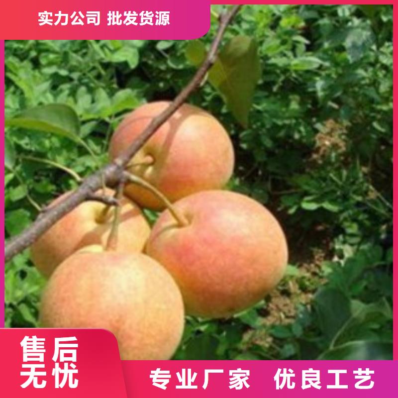 栖霞大香水梨树苗品种