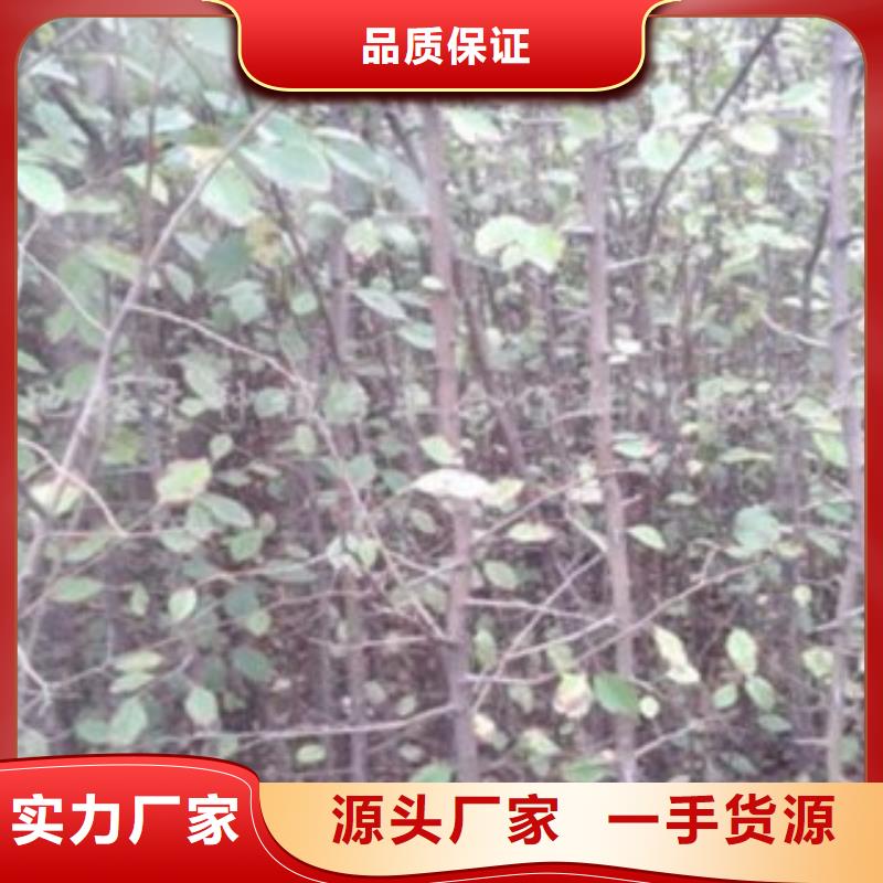 梨树苗山楂苗一站式采购方便省心