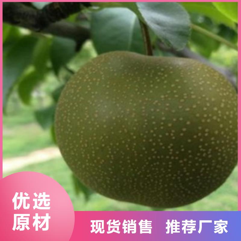 1.5米品种