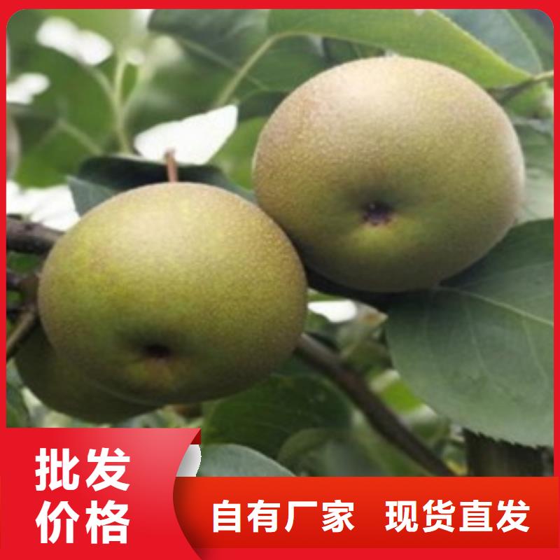 70公分品种大全