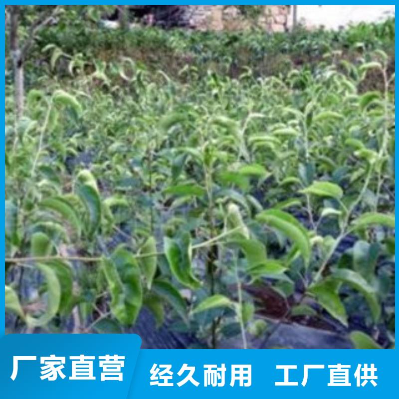 云南宝珠梨树苗品种