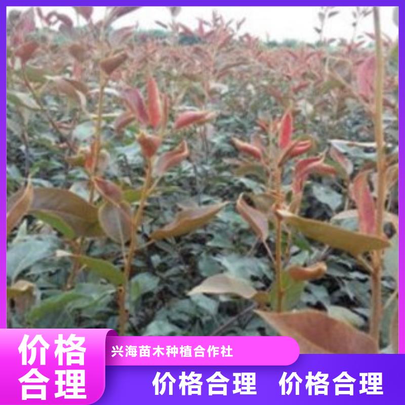 10厘米种植基地