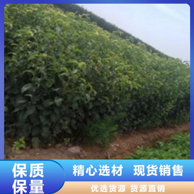鸭梨树苗5公分