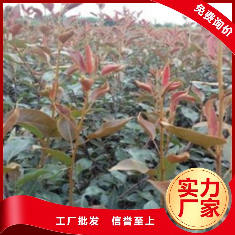 1.2厘米批发基地