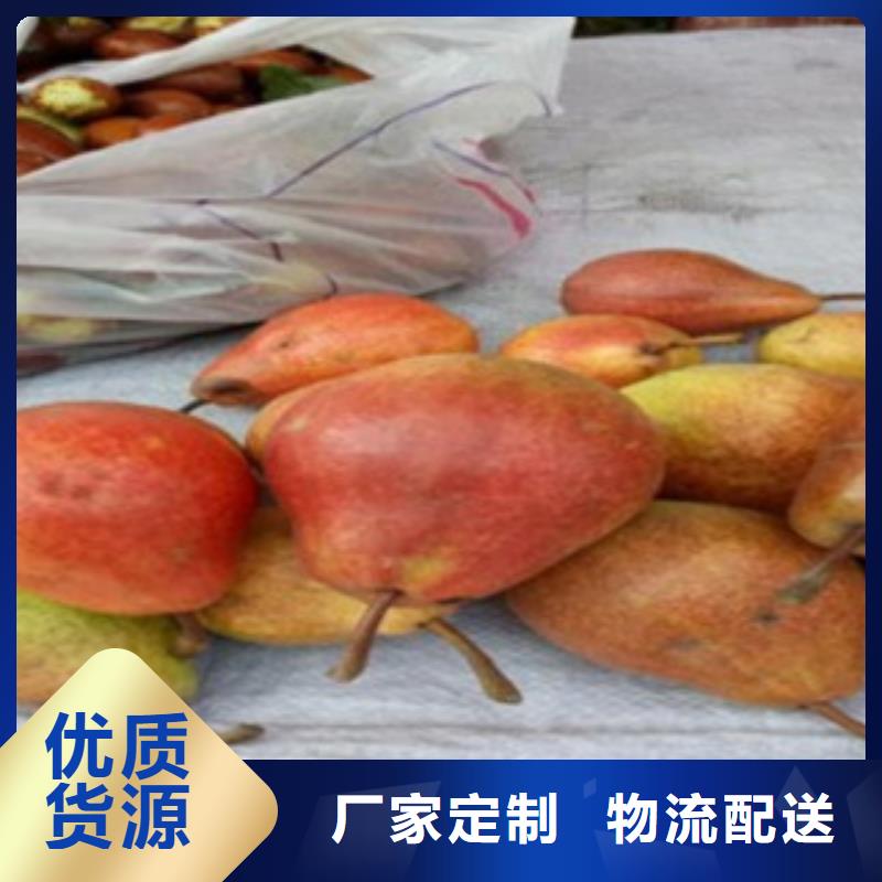 栖霞大香水梨树苗品种