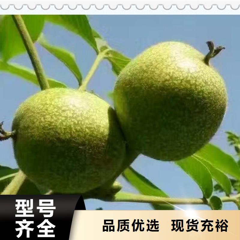 核桃苗【板栗苗】实拍品质保障
