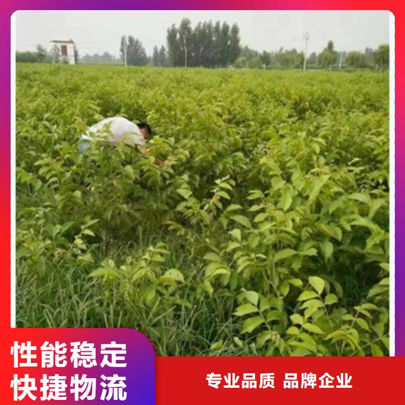 核桃苗桃树苗货到付款
