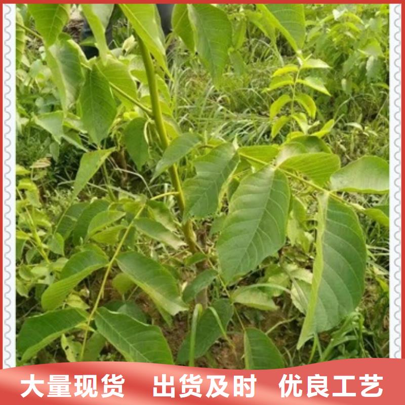 核桃苗梨树苗一站式采购方便省心