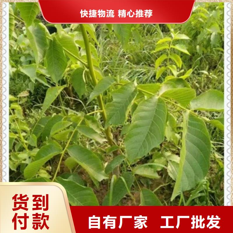 核桃苗梨树苗实力厂家直销