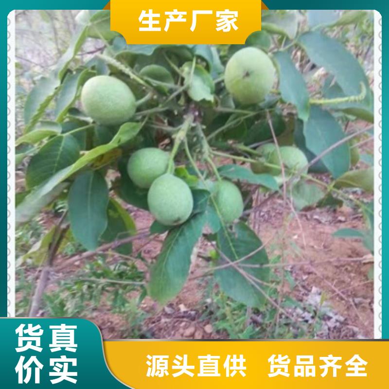 核桃苗梨树苗一站式采购方便省心