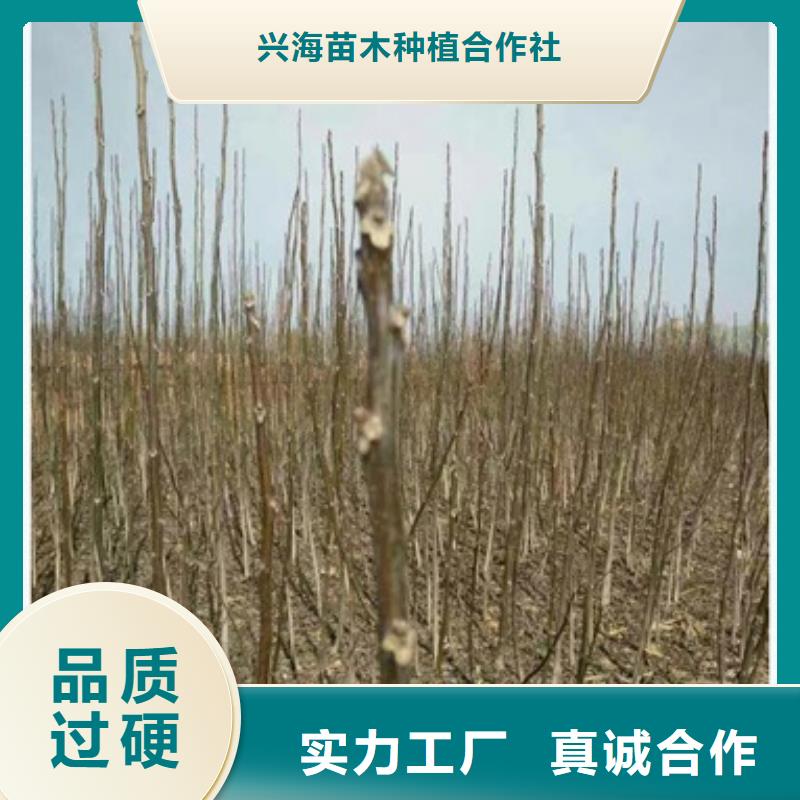 核桃苗梨树苗实力厂家直销