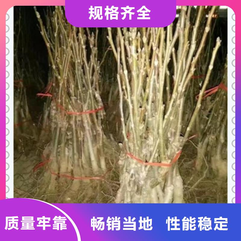 核桃苗-【梨树苗】工厂采购