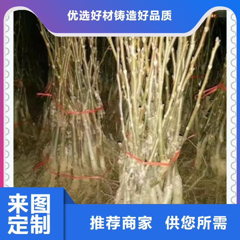 核桃苗花椒苗细节决定品质