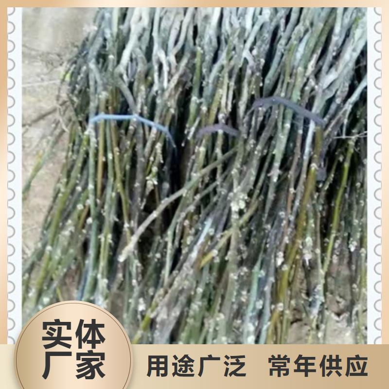 核桃苗梨树苗本地厂家值得信赖