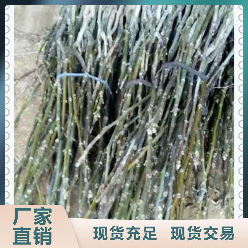 核桃苗花椒苗细节决定品质