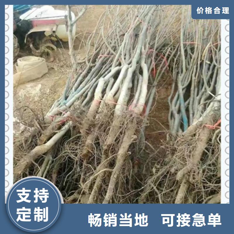 核桃苗蓝莓苗诚信为本