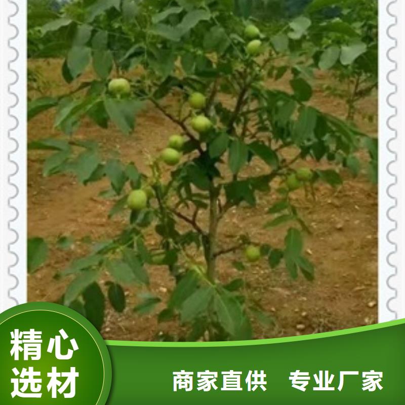 核桃苗-桃树苗规格齐全