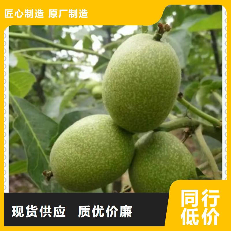 核桃苗蓝莓苗诚信为本