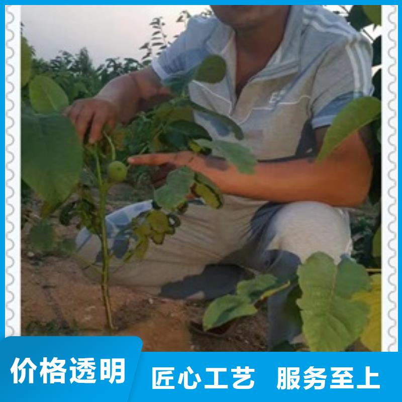 核桃苗梨树苗实力厂家直销