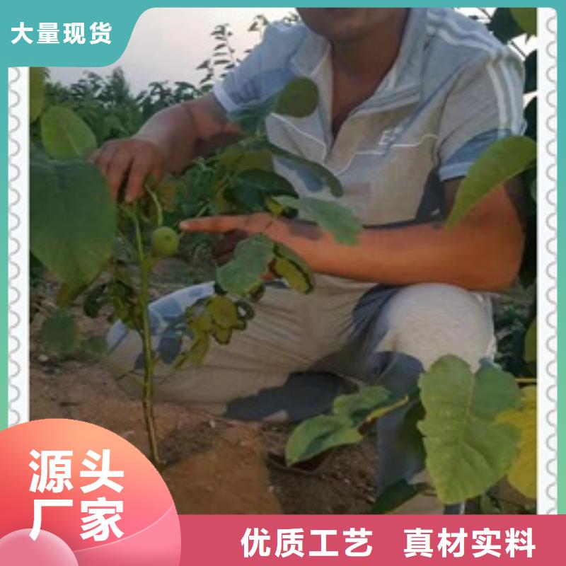 核桃苗梨树苗质优价廉