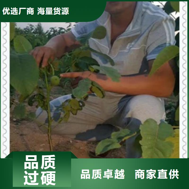 核桃苗梨树苗一站式采购方便省心