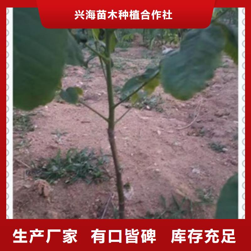 核桃苗桃树苗货到付款