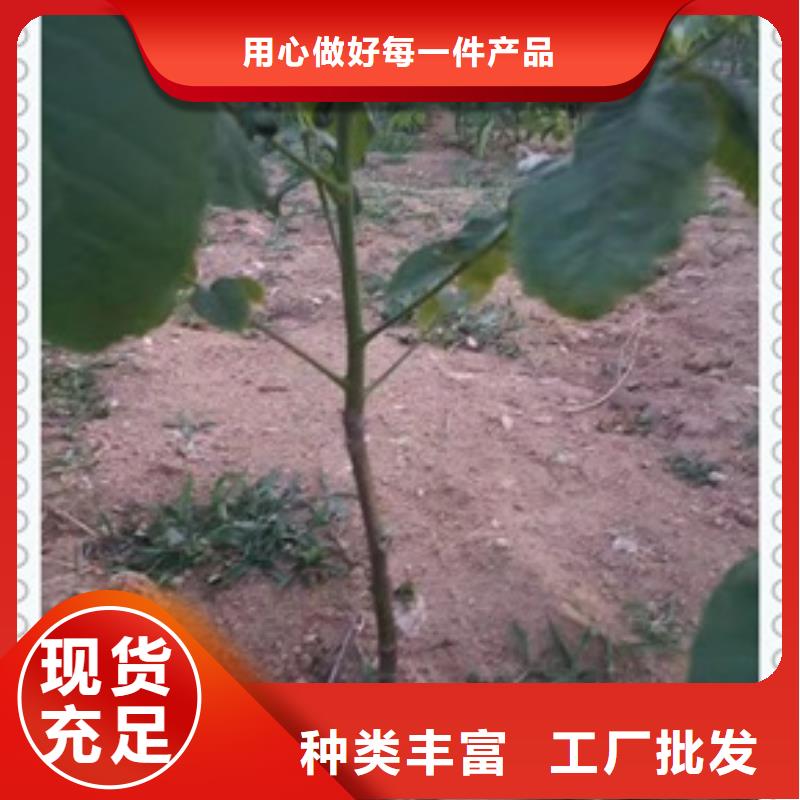 核桃苗梨树苗客户满意度高
