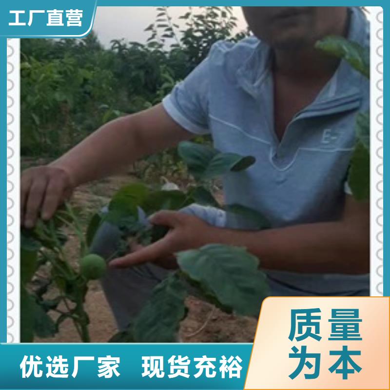 核桃苗【板栗苗】实拍品质保障
