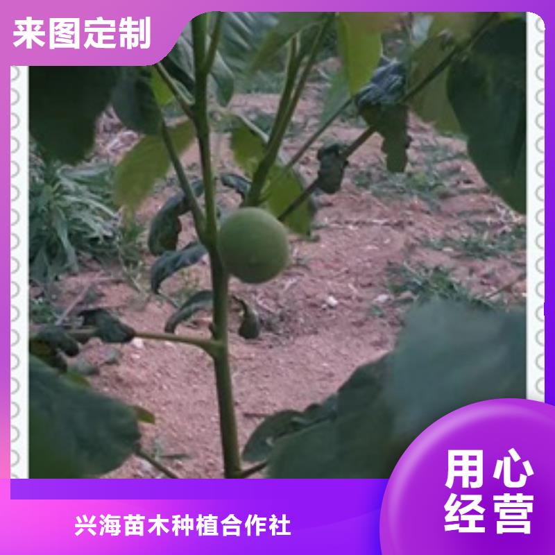 核桃苗梨树苗一站式采购方便省心